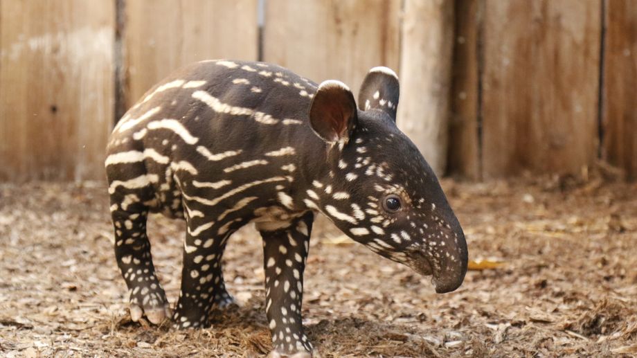Zoo de la Boissi�re-du-Dor� : l'arriv�e d'un b�b� tapir de Malaisie
