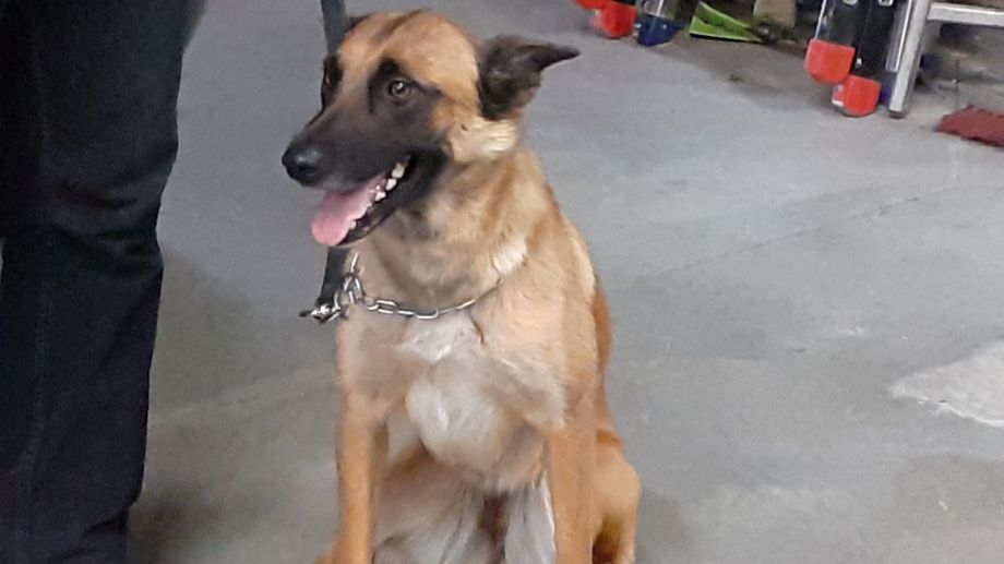 Charente : Roxy, la redoutable recrue anti-stup�fiant du commissariat d'Angoul�me