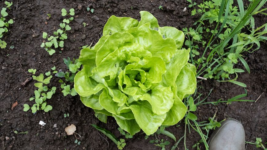 Une salade pousse dans le champ d'une exploitation bio bretonne. Image d'illustration.