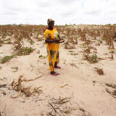 Les pays africains (ici Kenya) dépendant d'autant plus des importations de blé ukrainien que la sécheresse de plus en plus intense met leurs cultures en danger.