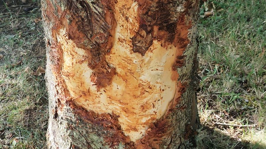 Buxerolles : qui en veut aux marronniers ?