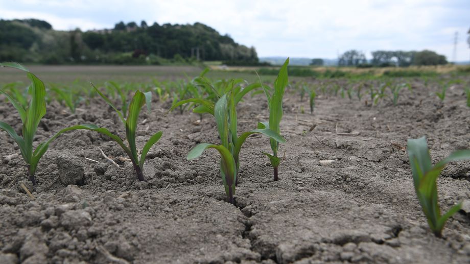 Dans les Landes, le ma�s devient une denr�e rare � cause de la s�cheresse 