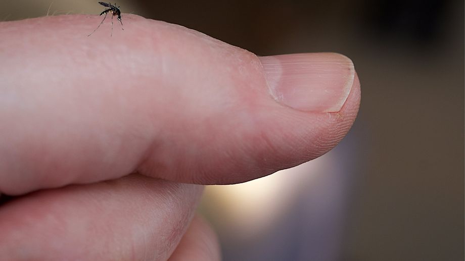 Un arr�t� interdisant aux moustiques de survoler la commune de Machecoul lors des festivit�s du 14-Juillet