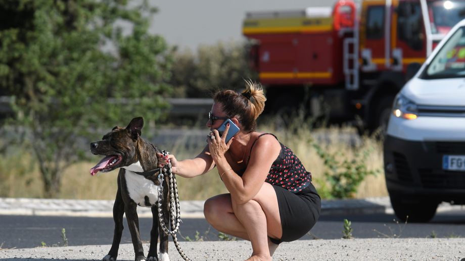 Incendies en Gironde : une salle de sport de Dordogne lance une collecte pour les animaux 