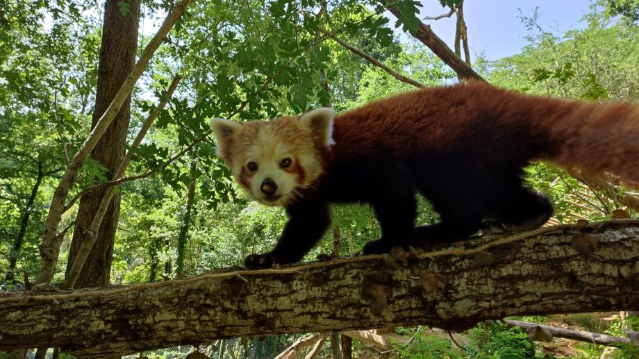 Un panda roux et cinq loutres cendr�es vont vivre en colocation en Dordogne 