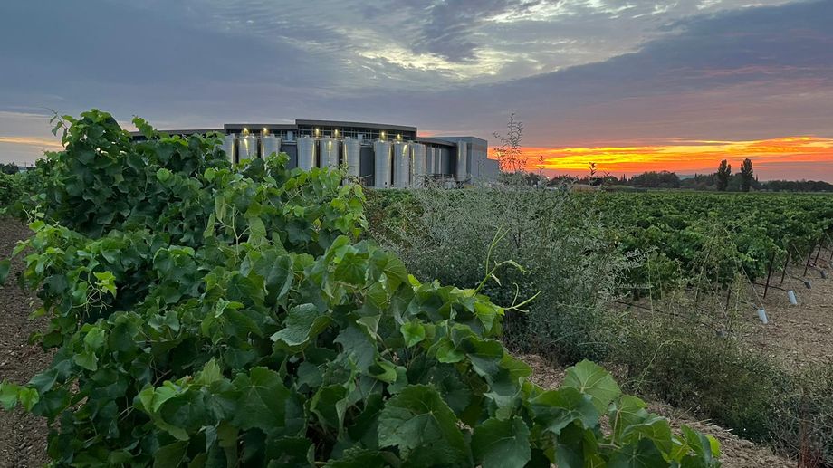 VID�O - Vendanges historiques un 29 juillet pour les vignerons de la cave d'H�racl�s � Codognan, dans le Gard