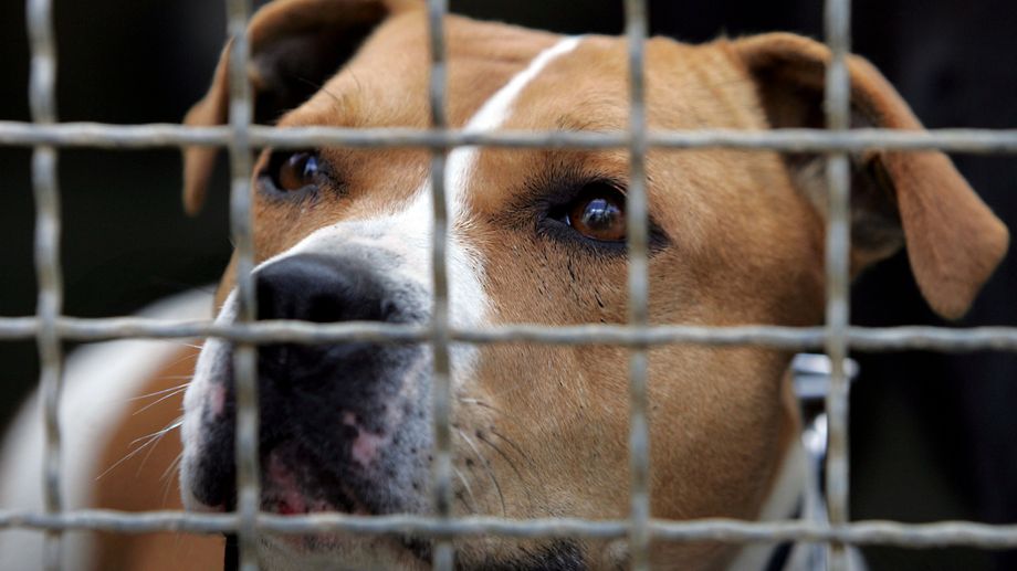 Limoges : il laisse sa chienne et ses chiots livrés à eux-mêmes pendant plus d'un mois