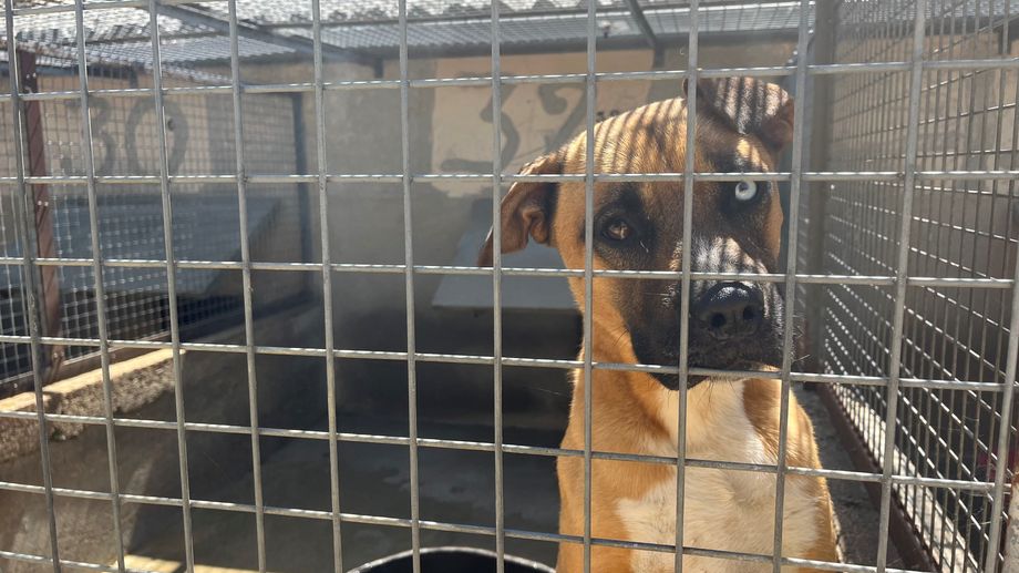 Au refuge SPA de Poitiers, les soigneurs tentent de soulager les animaux face aux fortes chaleurs