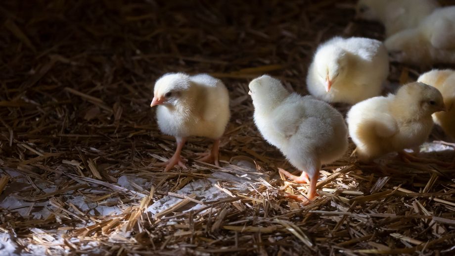 Loire-Atlantique : 8.000 poussins périssent dans un incendie