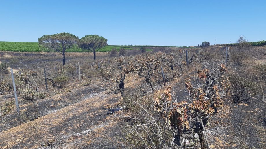 PHOTOS - � G�n�rac, huit hectares de vignes d�truits au Ch�teau Guiot, 