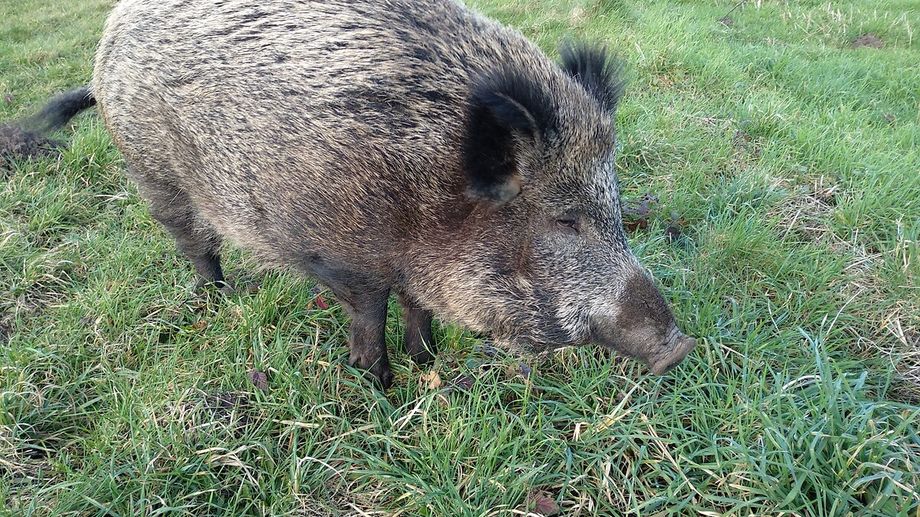 Une semaine d�cisive pour Titine