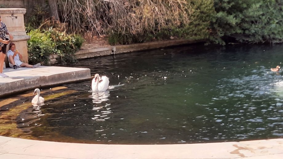 Un homme tente de tuer un cygne aux Jardins de la Fontaine � N�mes 