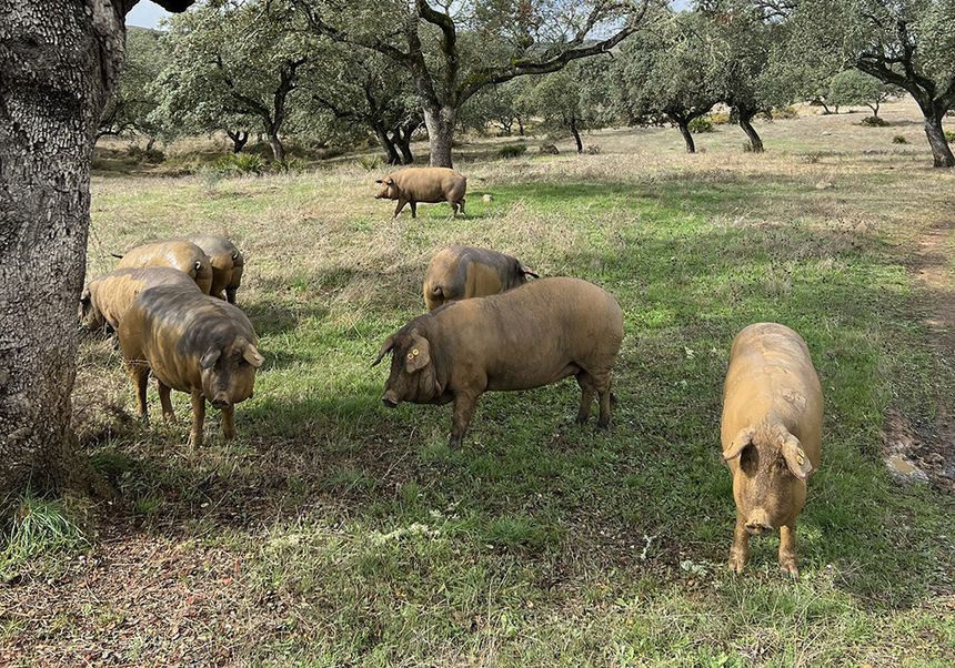 Cuisines de Méditerranée: Séville 14 Les porcs de Jamones Juan Pedro Domecq
