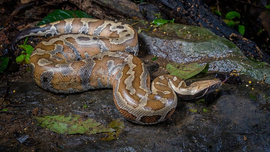 Les pompiers capturent deux gros pythons dans un bois � Sainte-Suzanne-et-Chammes