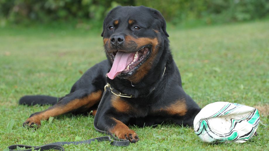 Un Dacquois condamné pour avoir tué son chien à coups de couteau