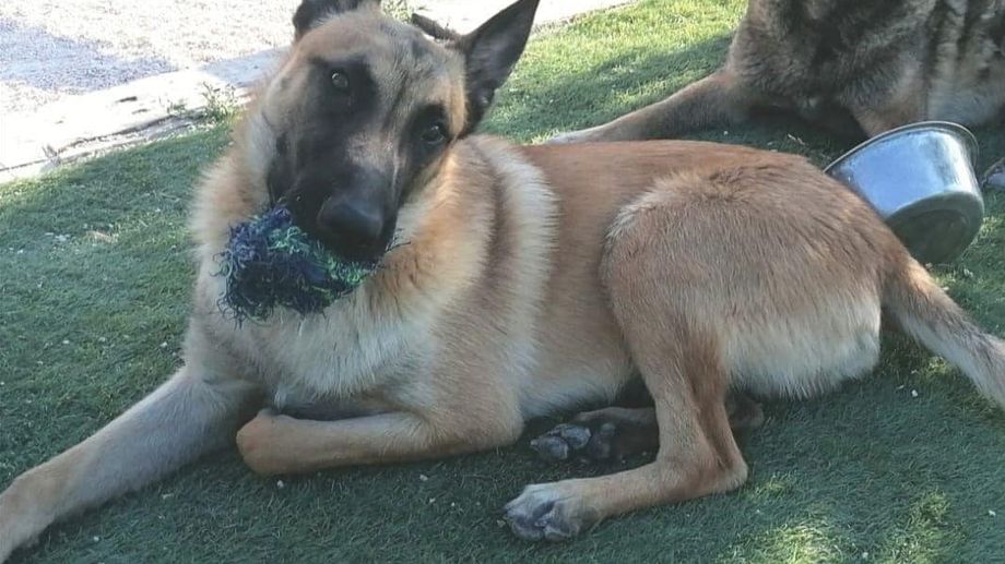 Les pompiers du Gard cherchent toujours leur chien Sky : 