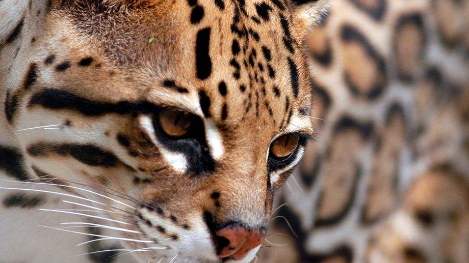 Incendies en Gironde : des animaux du zoo de la Teste recueillis en Dordogne