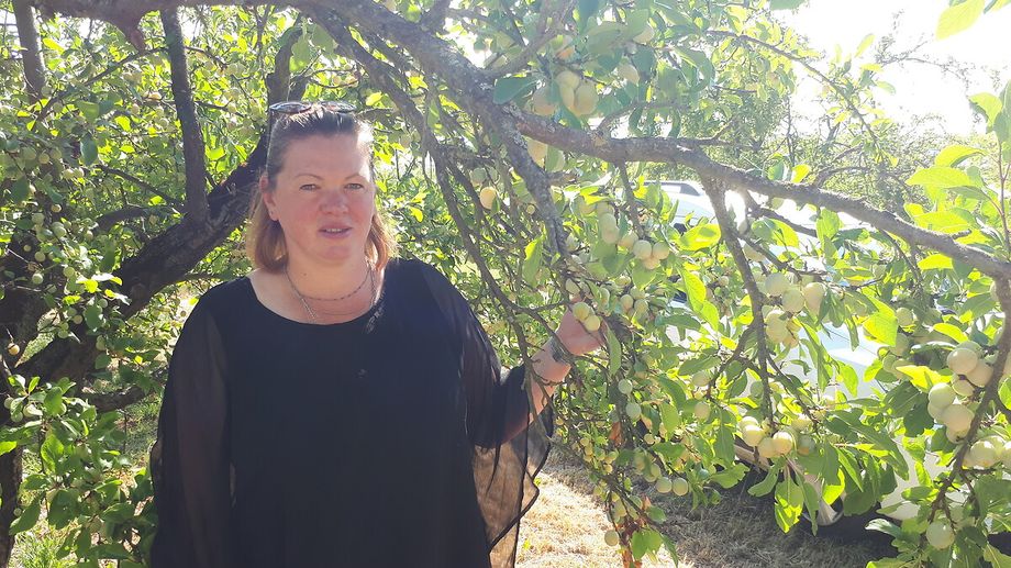 � quelques jours de la r�colte des mirabelles en Moselle, 