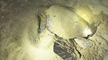 PHOTO - Une tortue de mer a pondu sur la plage de Valras dans l'Hérault