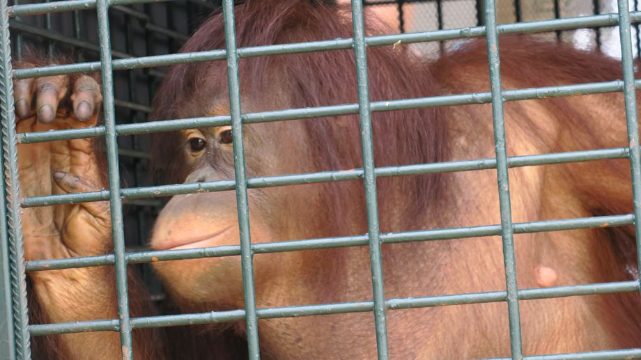Des animaux du zoo d'Arcachon accueillis � Zoodys�e et au parc de la Vall�e des Singes