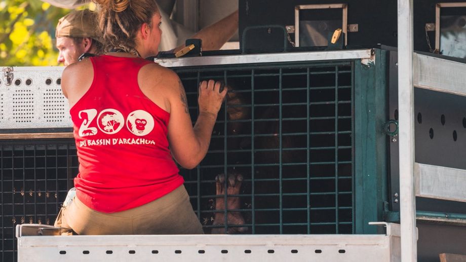 Incendies en Gironde : une dizaine d'animaux du zoo du Bassin d'Arcachon sont décédés