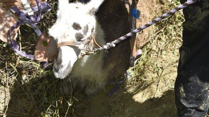 Les pompiers de Haute-Garonne viennent en aide � un lama au sud de Toulouse