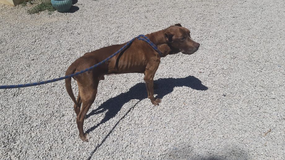 � Salon-de-Provence, le cri des amoureux des animaux : 