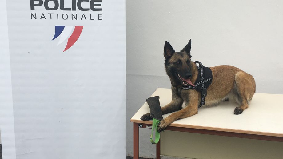 La police de Cherbourg accueille Roxy, le premier chien anti-stups de la Manche