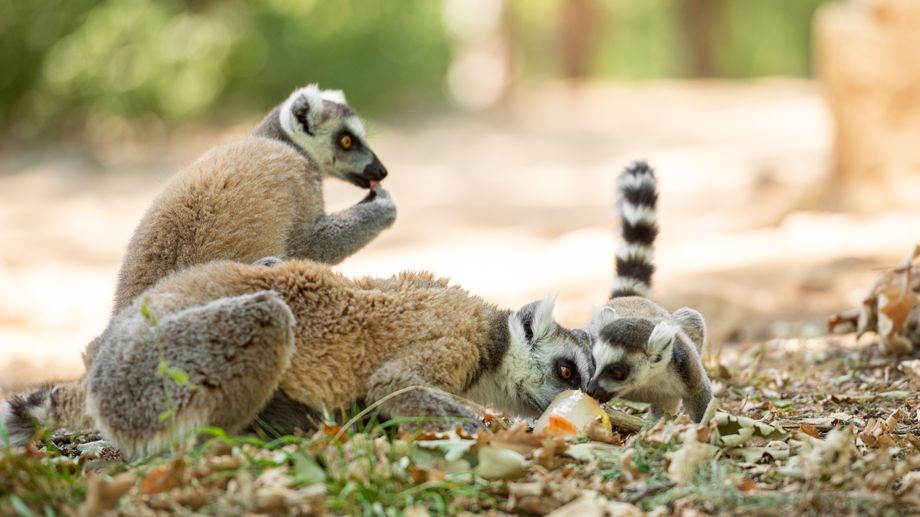 EN IMAGES - Canicule : le Safari de Peaugres rafraichit ses animaux