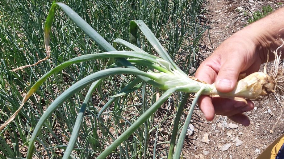 Sécheresse : le SOS des producteurs d'oignons doux des Cévennes, fortement menacés par la cicadelle