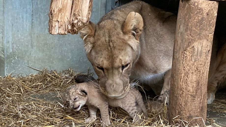EN IMAGES - D�couvrez les trois nouveaux lionceaux du zoo de la Boissi�re du Dor�